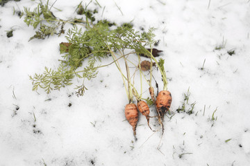 Carrot In Winter