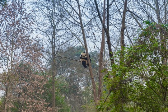 Giant panda climbing tree outdoors