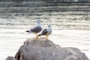 Two seagulls standing on rocks
