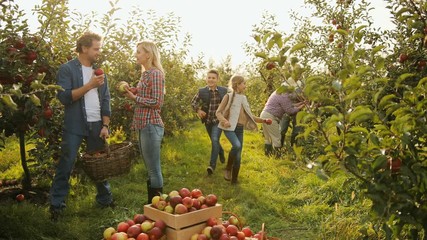 Happy family working together in the fruit garden. Children playing and running around their parents and grandparents who picking up apples. Harvest in the baskets. Outdoor