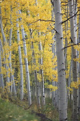 Obraz premium Autumn scene in Colorado