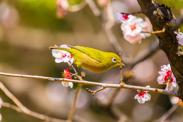 The Japanese White-eye.The background is white plum blossoms. Located in Tokyo Prefecture Japan.