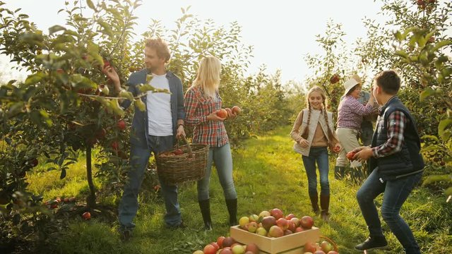 Cheerful family working together in the orchard. Parents and grandparents plucking apples in baskets and children playing and running around them. Harvest time. Outdoors