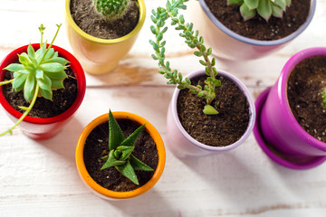 Potted plants on white wood