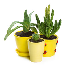 succulents plant in pot on white background
