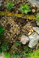 Succulent plant natural background