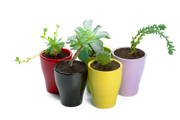 succulents plant in pot on white background