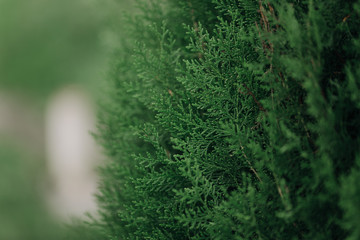 Natural green blurred background abstract bokeh and blurred green nature background