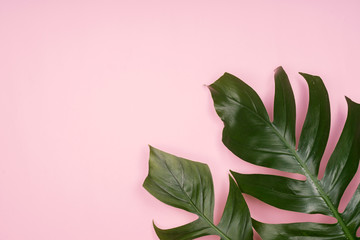 Fototapeta na wymiar Tropical palm leaf on pink background. Flat lay, top view.