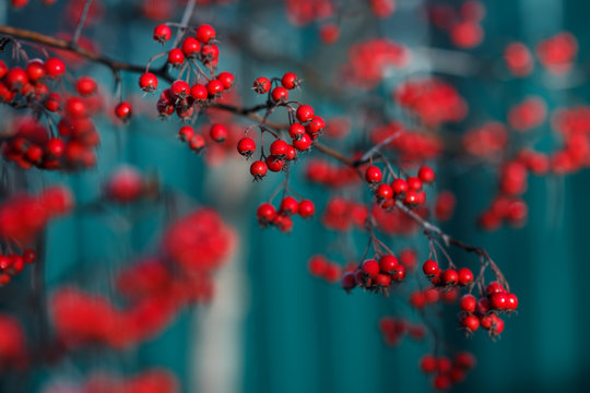 Close up photo of hawthorn tree with red berries.