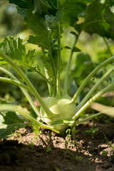 Obraz premium Cauliflower