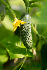 Cucumber