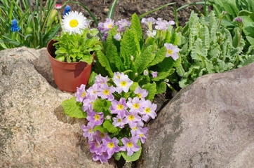 Primula vulgaris and perennial Daisy (lat. Bellis perennis) in the garden