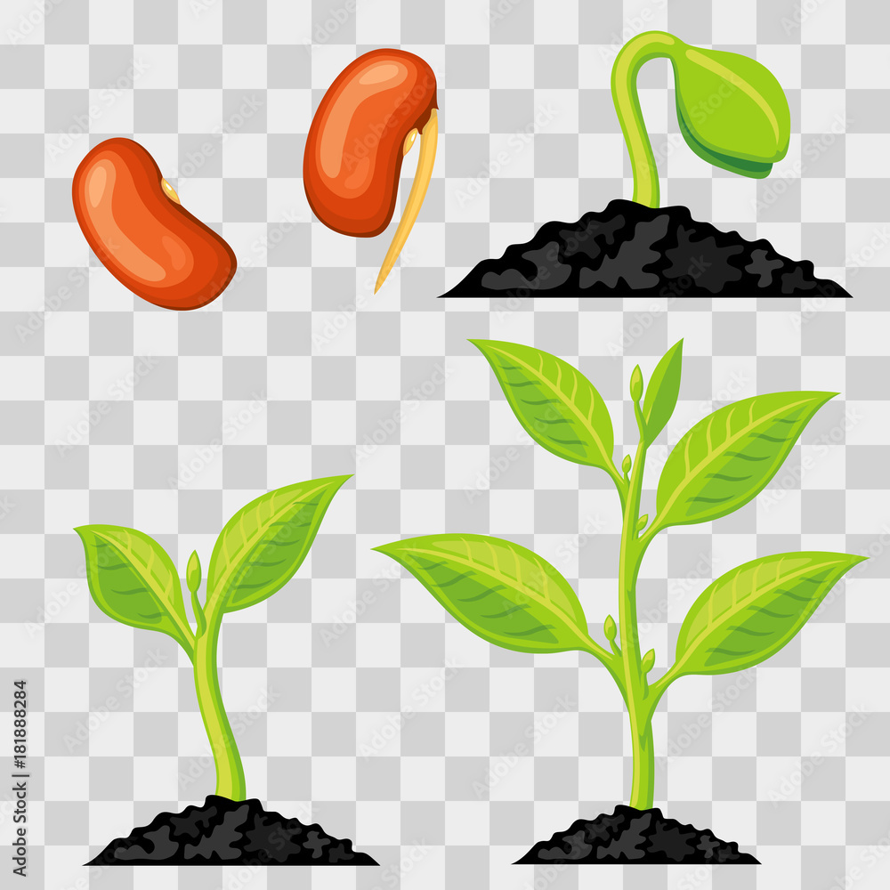 Sticker Plant growth stages from seed to sprout