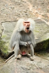 Majestic hamadryas baboon in captivity. Wild monkeys in zoo. Beautiful and also dangereous animals. African wildlife in captivity. 