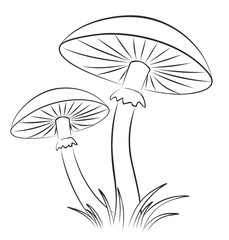 Sketch of mushrooms. 