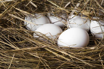 White eggs in the straw nest in a farm.