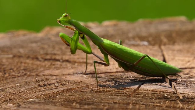 praying mantis grooming himself 4k