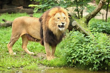 Lion male on the rocky place in the captivity. African wildlife behind the bars. Panthera leo....