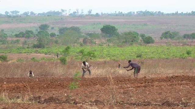 Children working in the fields in African village