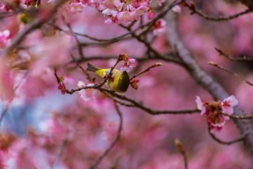 The Japanese White-eye and cherry blossoms. Located in Tokyo Prefecture Japan.