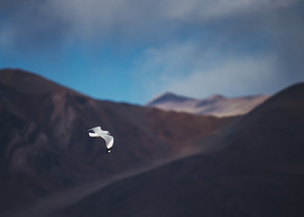 Bar-headed goose, Brahmini ducks, Bird Flying,