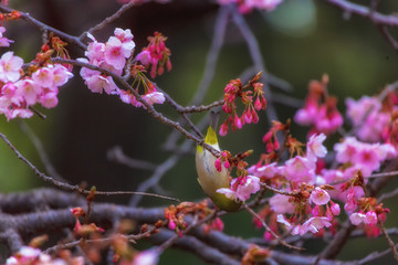 The Japanese White-eye and cherry blossoms. Located in Tokyo Prefecture Japan.