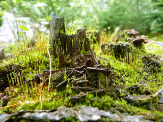 Moss Growing in Forest on Tree Stump Close Up Macro Detail
