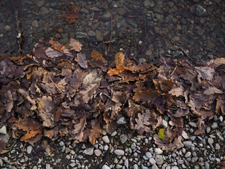 Leaves, pebbles and water