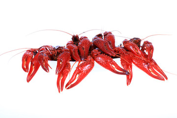 Crawfish