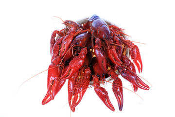 Crawfish