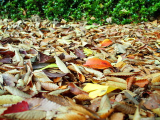公園の植え込みと枯葉