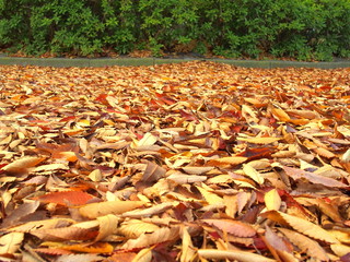 公園の欅の落葉
