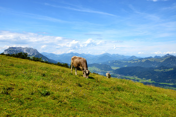 Fototapeta na wymiar Cow grazing at Mountain,Tyirol, Austria
