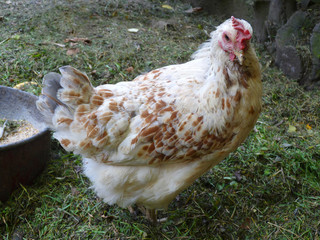 White and Brown Hen Chicken on farm