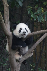 Fototapeta premium Little Panda Cub on the Tree, Chengdu Panda Base, China