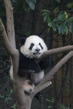 Little Panda Cub on the Tree, Chengdu Panda Base, China