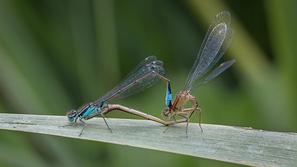 A close up photograph of a pair of damsel flies mating on a blade of grass