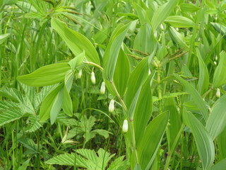 White flowers of Solomon's seal fragrant