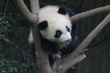 Little Baby Panda is having fun on the Tree, Chengdu Panda Base, China
