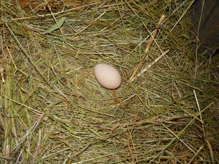 Hen Chicken Egg in Nest