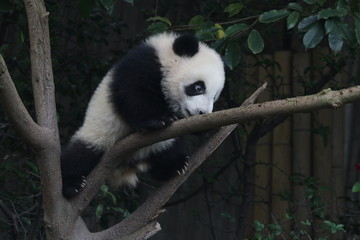 Little Baby Panda is having fun on the Tree, Chengdu Panda Base, China