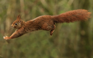 En plein saut! pour  aller aux noisettes!