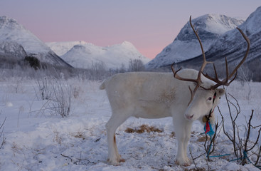 Renifer w Alpach Lyngeńskich podczas nocy polarnej, Norwegia © Agnieszka Rodowicz