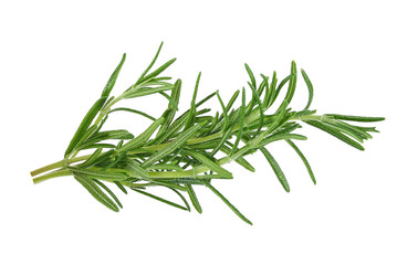 Fototapeta premium rosemary isolated on white background