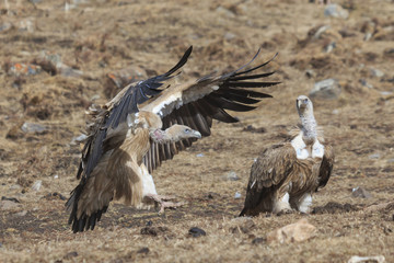 Group of Griffon Vultures (Gyps fulvus) in SiChuan, China