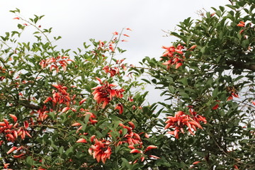 Obraz premium Erythrina crista galli native to South America national flower of Argentina