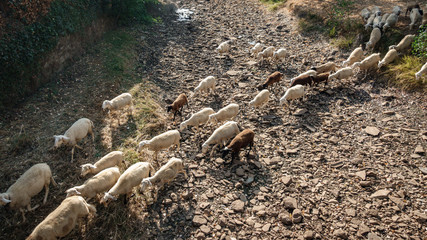 Sheep cattle over dry riverbed