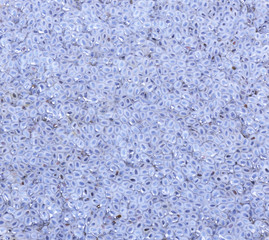 Wet Basil Seeds background, Basil Seeds