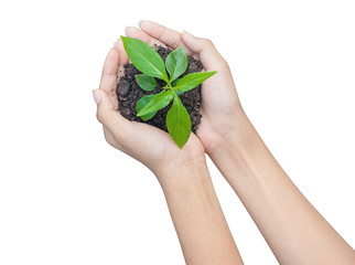 woman hands holding black soil and green plant